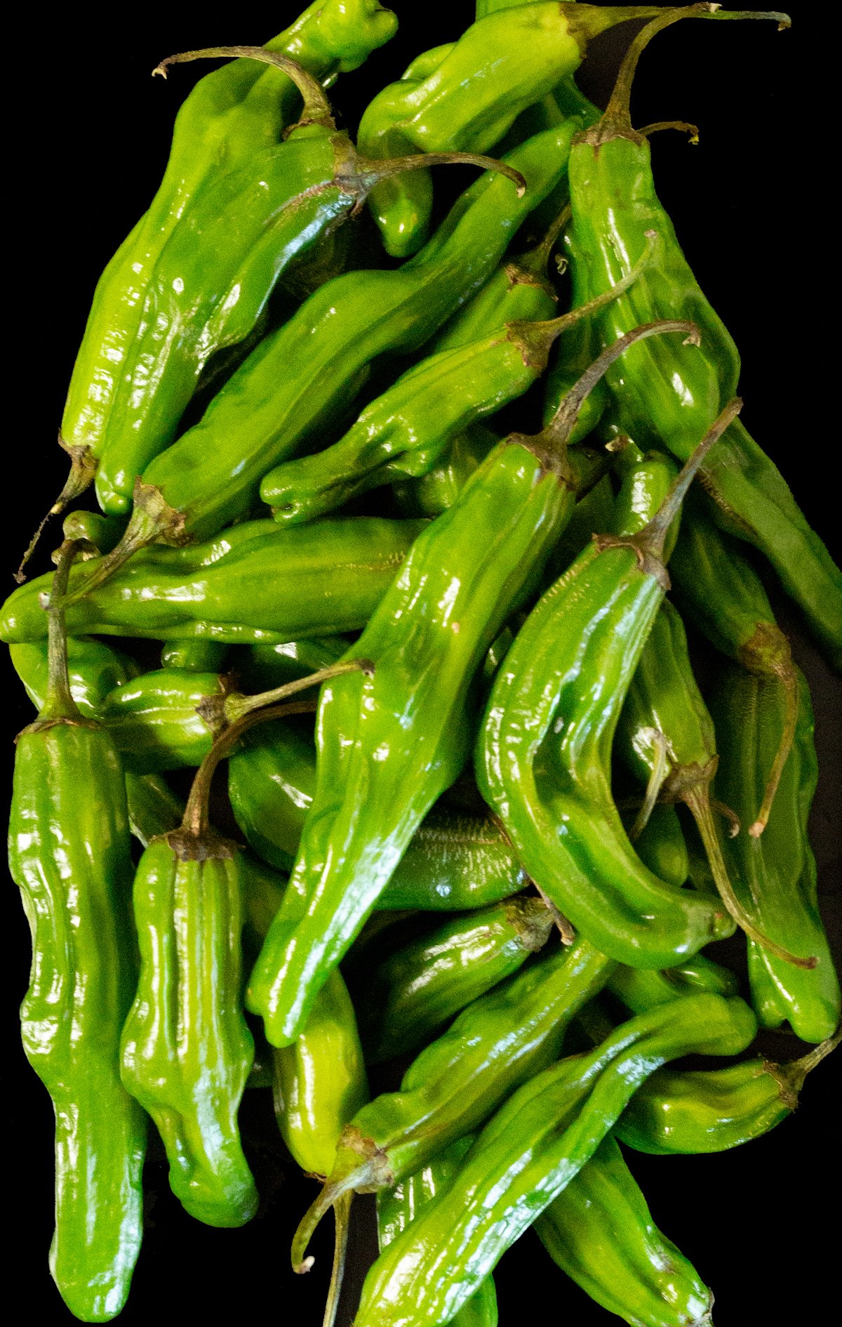 Fresh shishito peppers on a black background.