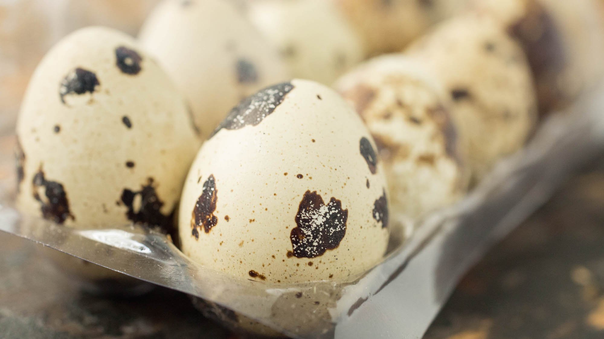 A close up of quail eggs in their plastic egg carrier. 