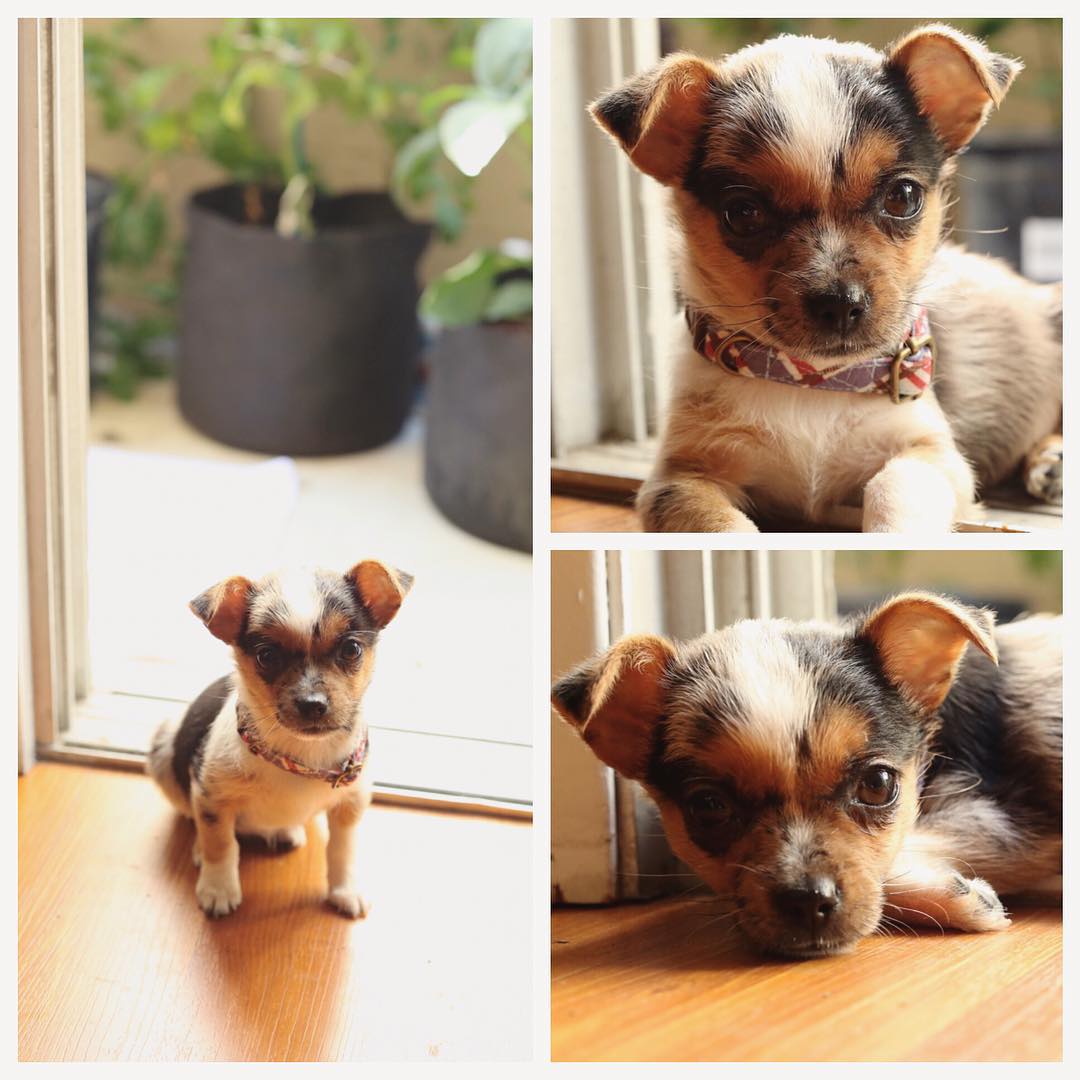 Collage of a small chihuahua puppy standing, sitting, and laying.