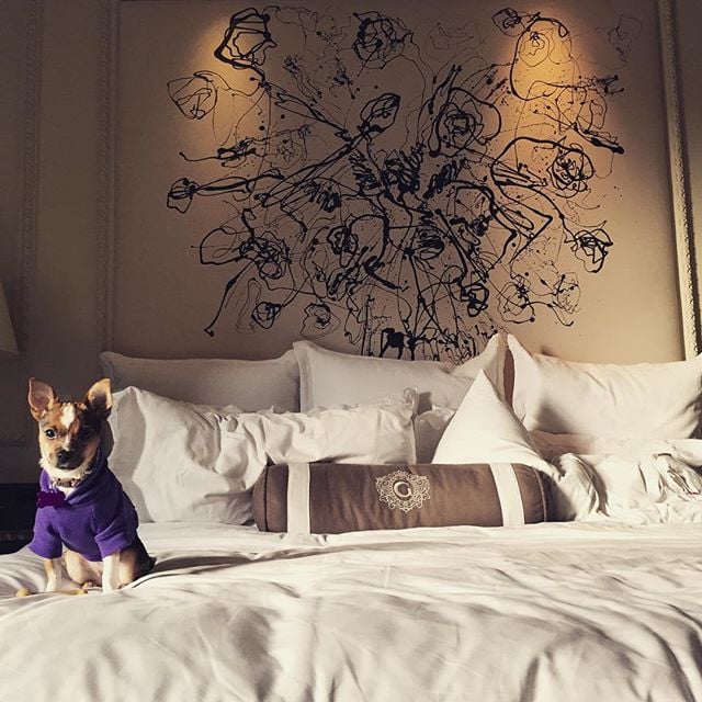 A small multi-colored chihuahua in a hoodie on a hotel bed.