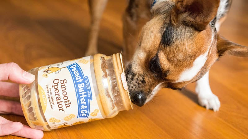 A dog licks the inside of a Peanut Butter & Co Peanut Butter Jar
