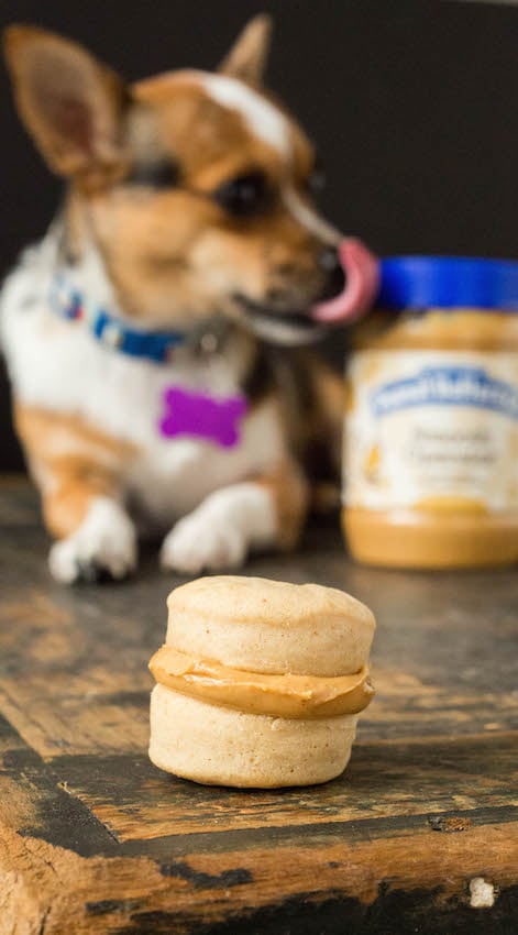 A Peanut Butter Macaron dog treat is in focus in the foreground, a dog licking a peanut butter jar is out of focus in the background.