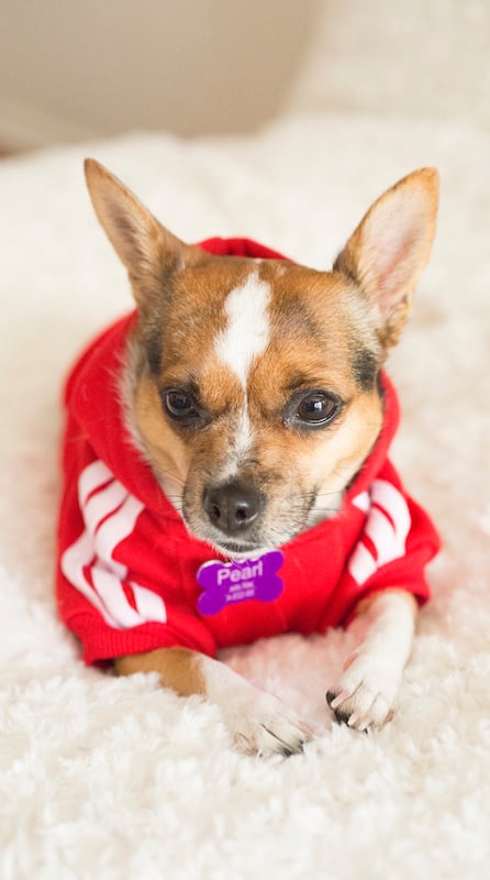 A chihuahua in a hoodie laying on a white background.