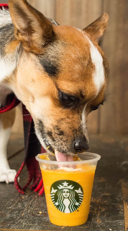 A chihuahua wearing a scarf licks a Pumpkin Spice Latte for dogs.