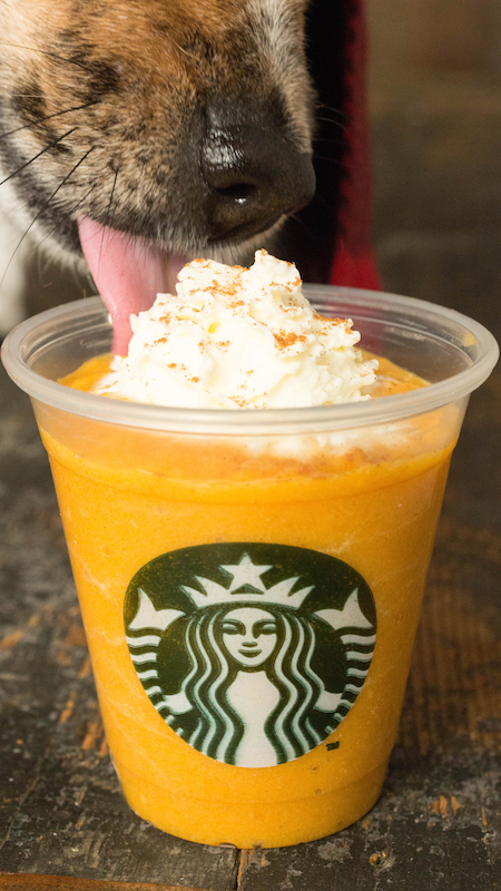 Close up of a dog licking a pumpkin spice latte treat in a mini Starbucks cup.