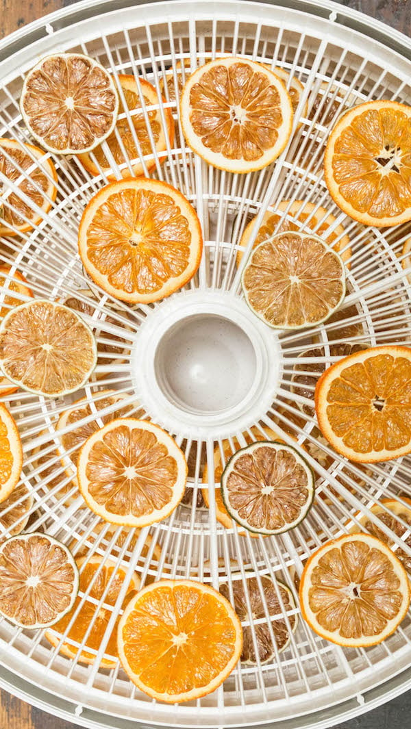 Fresh citrus slices in a dehydrator tray after being dehydrated.