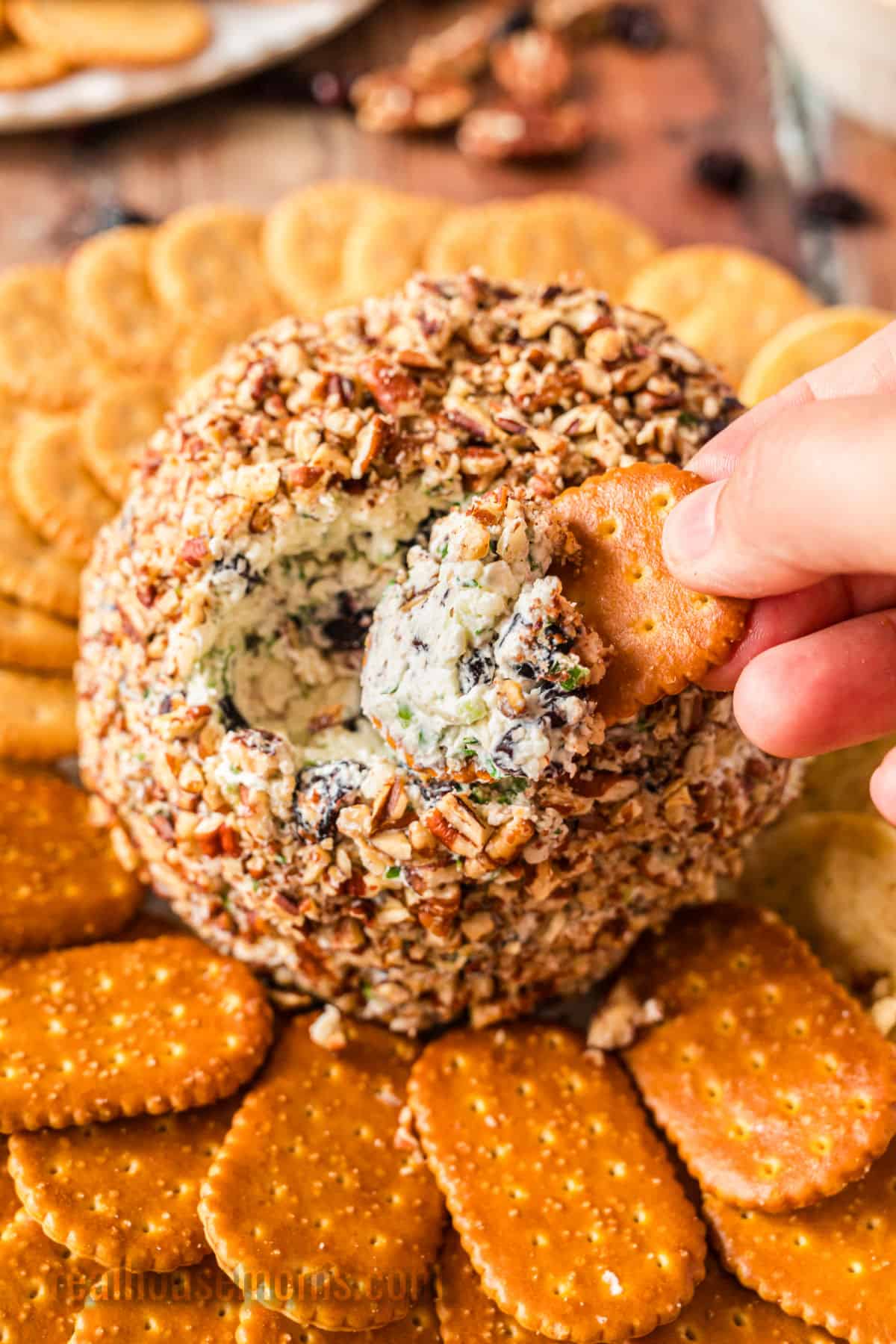 A hand uses a cracker to scoop the contents of a nut crusted cheese ball.